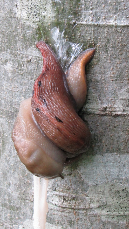 Moderatore trasversale